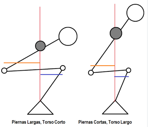 Esquema de sentadillas. Cómo se hacen si tienen las piernas largas y el torso corto o las piernas cortas y el torso largo. 