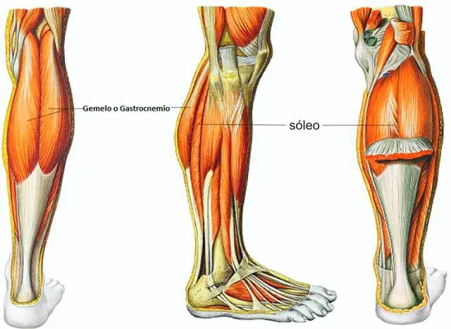 anatomia gemelo hipertrofia